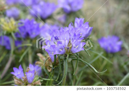 Grassy bells 103758502