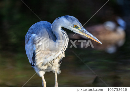 Gray heron, the largest heron in Japan Gray heron, the largest heron in Japan 103758616