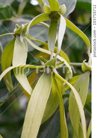 依蘭樹花 Cananga odorata 依蘭樹花 Cananga odorata 103758712