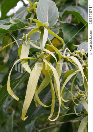 依蘭樹花 Cananga odorata 依蘭樹花 Cananga odorata 103758714