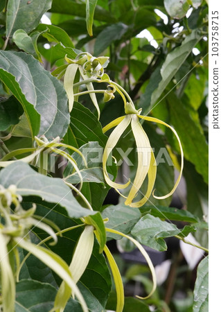 依蘭樹花 Cananga odorata 依蘭樹花 Cananga odorata 103758715