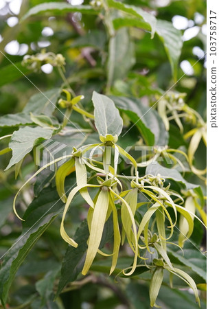 依蘭樹花 Cananga odorata 依蘭樹花 Cananga odorata 103758717