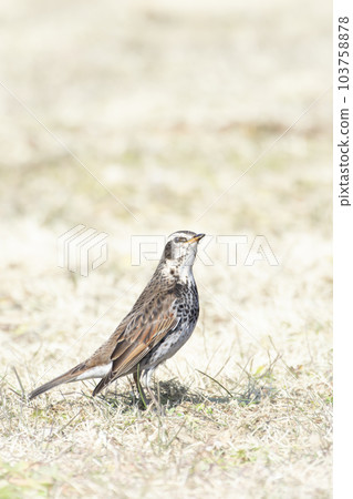 A small bird walking on the lawn Thrush 103758878