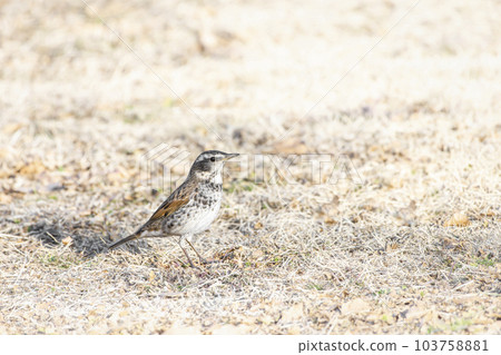 A small bird walking on the lawn Thrush 103758881