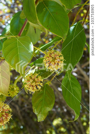 Hypocrite flowers 103758905