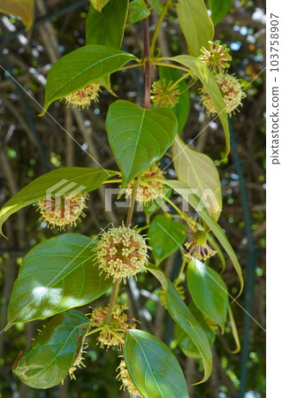 Hypocrite flowers Hypocrite flowers 103758907