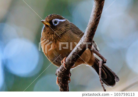 Chinese hwamei, an invasive alien species whose new breeding is prohibited by the Alien Species Act Chinese hwamei, an invasive alien species whose new breeding is prohibited by the Alien Species Act 103759113