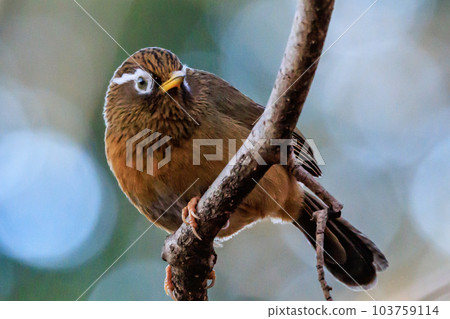 Chinese hwamei, an invasive alien species whose new breeding is prohibited by the Alien Species Act Chinese hwamei, an invasive alien species whose new breeding is prohibited by the Alien Species Act 103759114