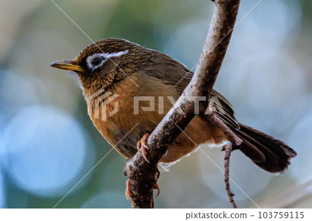 Chinese hwamei, an invasive alien species whose new breeding is prohibited by the Alien Species Act Chinese hwamei, an invasive alien species whose new breeding is prohibited by the Alien Species Act 103759115