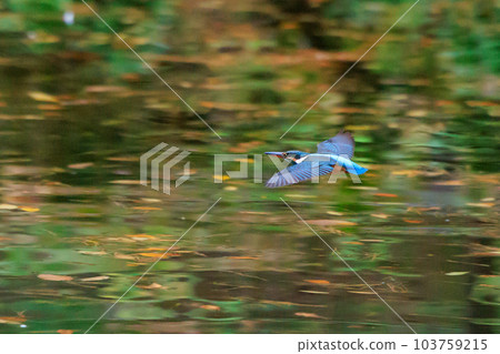 Ruri-colored popular kingfisher 103759215