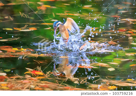 Ruri-colored popular kingfisher 103759216