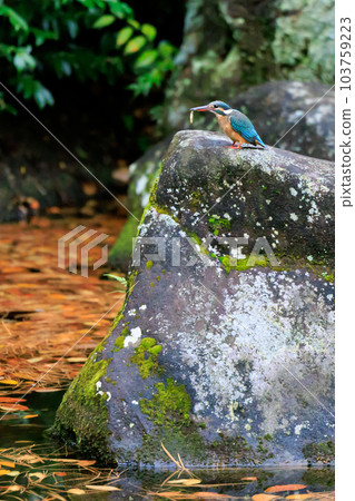 琉璃色的流行翠鳥 琉璃色的流行翠鳥 103759223