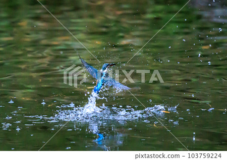 琉璃色的流行翠鳥 103759224