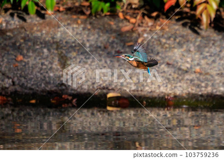 Ruri-colored popular kingfisher 103759236