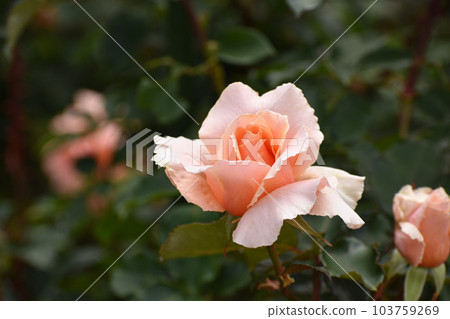 Salmon pink spring roses 103759269