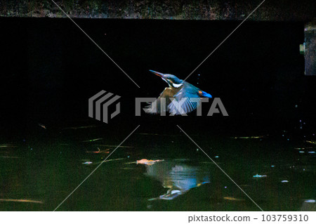 Ruri-colored popular kingfisher 103759310