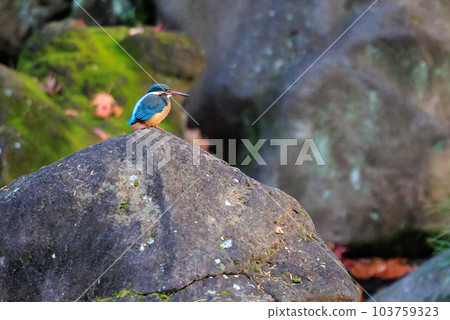 Ruri-colored popular kingfisher 103759323