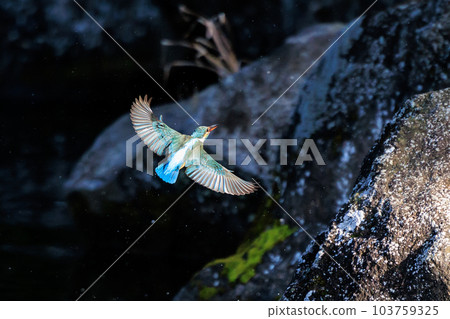 琉璃色的流行翠鳥 琉璃色的流行翠鳥 103759325