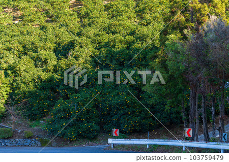 Amanatsu mandarin oranges cultivated against the backdrop of the forest (sightseeing spot) A specialty of Tsunagi Town, Minamata, Kumamoto Prefecture 103759479