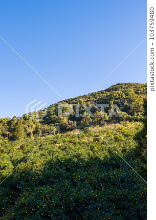 Amanatsu mandarin oranges cultivated against the backdrop of the forest (sightseeing spot) A specialty of Tsunagi Town, Minamata, Kumamoto Prefecture 103759480