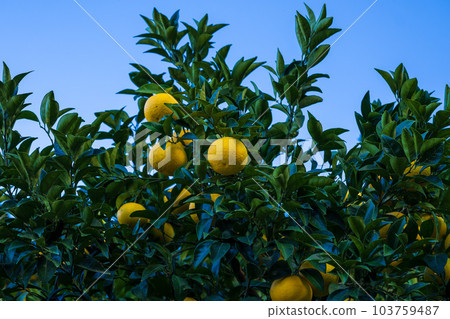 Amanatsu mandarin orange cultivation scenery (sightseeing spot) A specialty of Minamata and Tsunagi Town, Kumamoto Prefecture Amanatsu mandarin orange cultivation scenery (sightseeing spot) A specialty of Minamata and Tsunagi Town, Kumamoto Prefecture 103759487