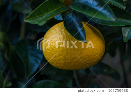 Amanatsu mandarin orange cultivation scenery (sightseeing spot) A specialty of Minamata and Tsunagi Town, Kumamoto Prefecture Amanatsu mandarin orange cultivation scenery (sightseeing spot) A specialty of Minamata and Tsunagi Town, Kumamoto Prefecture 103759488