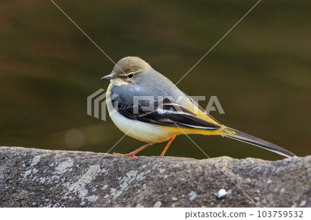 A beautiful bird, gray wagtail, who is vigilant, likes the waterside, and wears a bright lemon yellow. 103759532