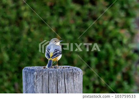 A beautiful bird, gray wagtail, who is vigilant, likes the waterside, and wears a bright lemon yellow. 103759533