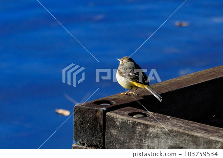 A beautiful bird, gray wagtail, who is vigilant, likes the waterside, and wears a bright lemon yellow. 103759534