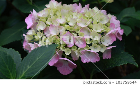  hydrangea 103759544
