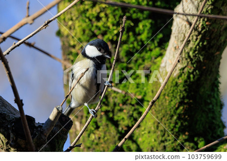 Familiar wild bird great tit with a cute chest tie 103759699