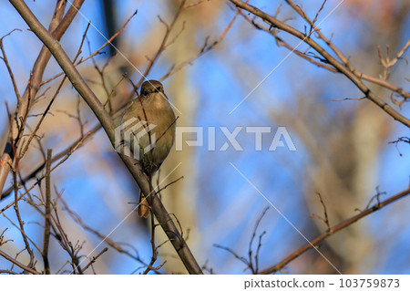 Adorable winter bird Daurian Redstart female Adorable winter bird Daurian Redstart female 103759873