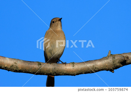 Adorable winter bird Daurian Redstart female Adorable winter bird Daurian Redstart female 103759874