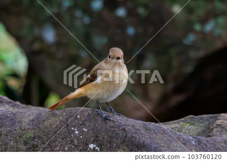可愛的冬季鳥類達里安Redstart 可愛的冬季鳥類達里安Redstart 103760120