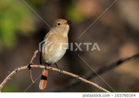 Adorable winter bird Daurian Redstart 103760164