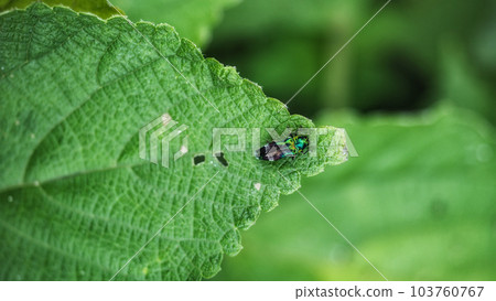 Midorina beetle 103760767
