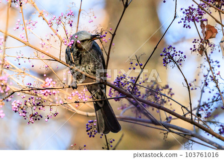 Bulbul, a rare bird that is familiar in Japan but overseas to be lively and conspicuous 103761016