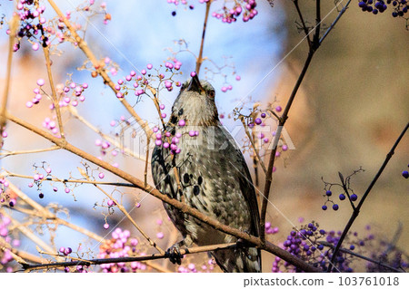 Bulbul, a rare bird that is familiar in Japan but overseas to be lively and conspicuous 103761018