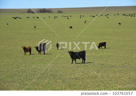 Cattle grazing in pampas countryside, La Pampa, Argentina. 103761057
