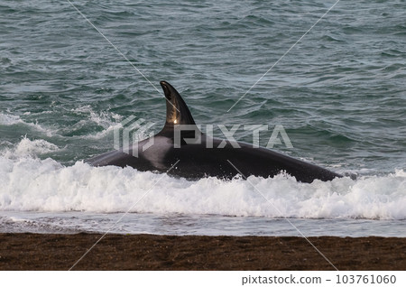 Killer whale hunting sea lions,Peninsula Valdes, Patagonia Argentina 103761060