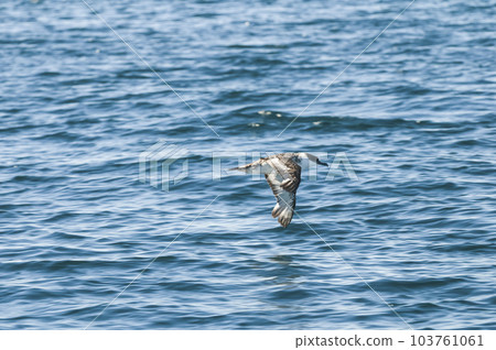 Cape Petrel, Antartic bird,  103761061