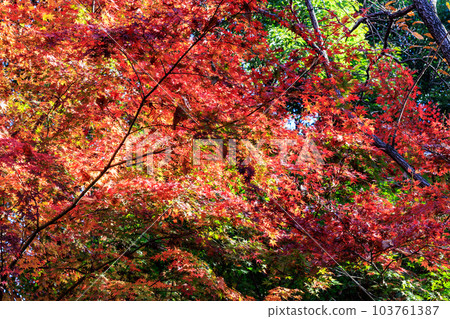 Autumn in the park colored like a brocade 103761387