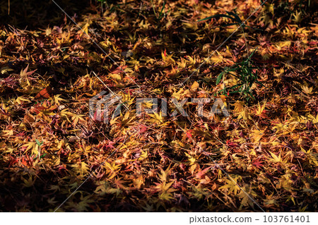 Autumn in the park colored like a brocade Autumn in the park colored like a brocade 103761401