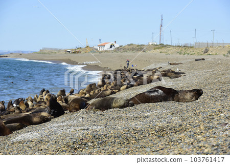 Male Sea Lion , in the coastal colony,Patagonia, Argentina. Male Sea Lion , in the coastal colony,Patagonia, Argentina. 103761417