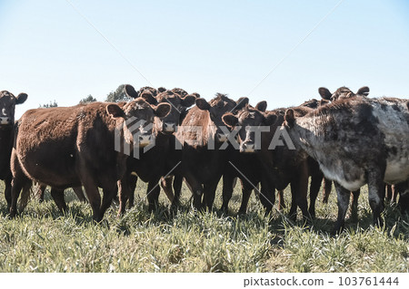 Cattle grazing in pampas countryside, La Pampa, Argentina. 103761444