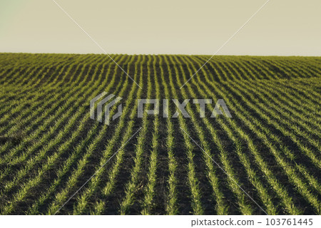 Sowing direct rows, Argentina Sowing direct rows, Argentina 103761445