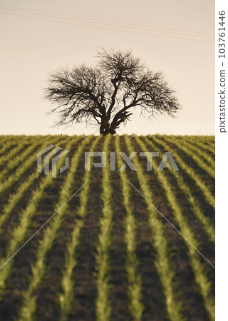 Sowing direct rows, Argentina Sowing direct rows, Argentina 103761446