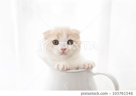 Scottish fold kitten in a jug 103761548