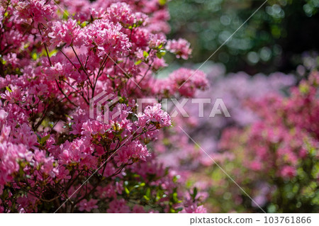 Pink azalea 103761866
