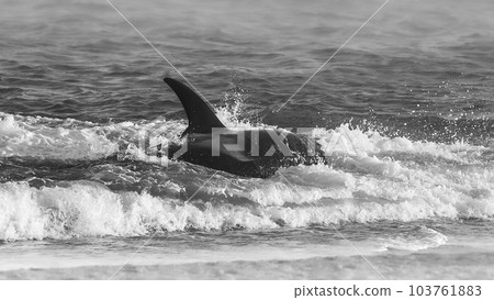 Killer whale hunting sea lions,Peninsula Valdes, Patagonia Argentina 103761883